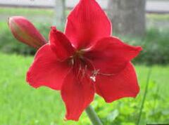Hippeastrum, Amaryllis 'Russian Halo'
