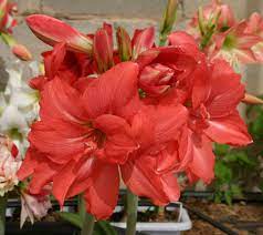 Amaryllis Ballerina