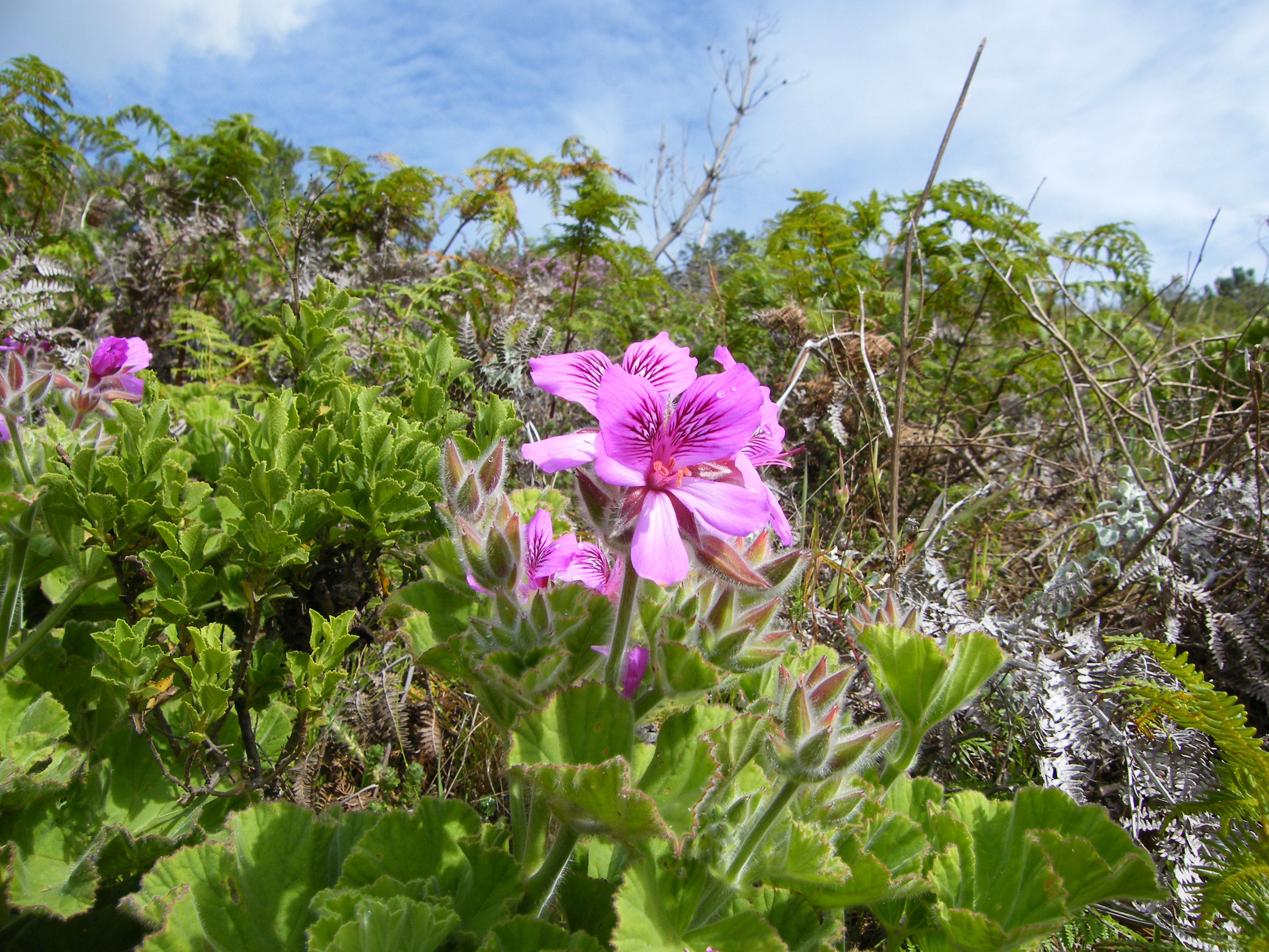Pelargonium
