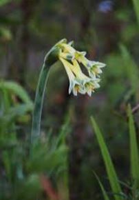 Clinanthus Species, Variegated Clinanthus