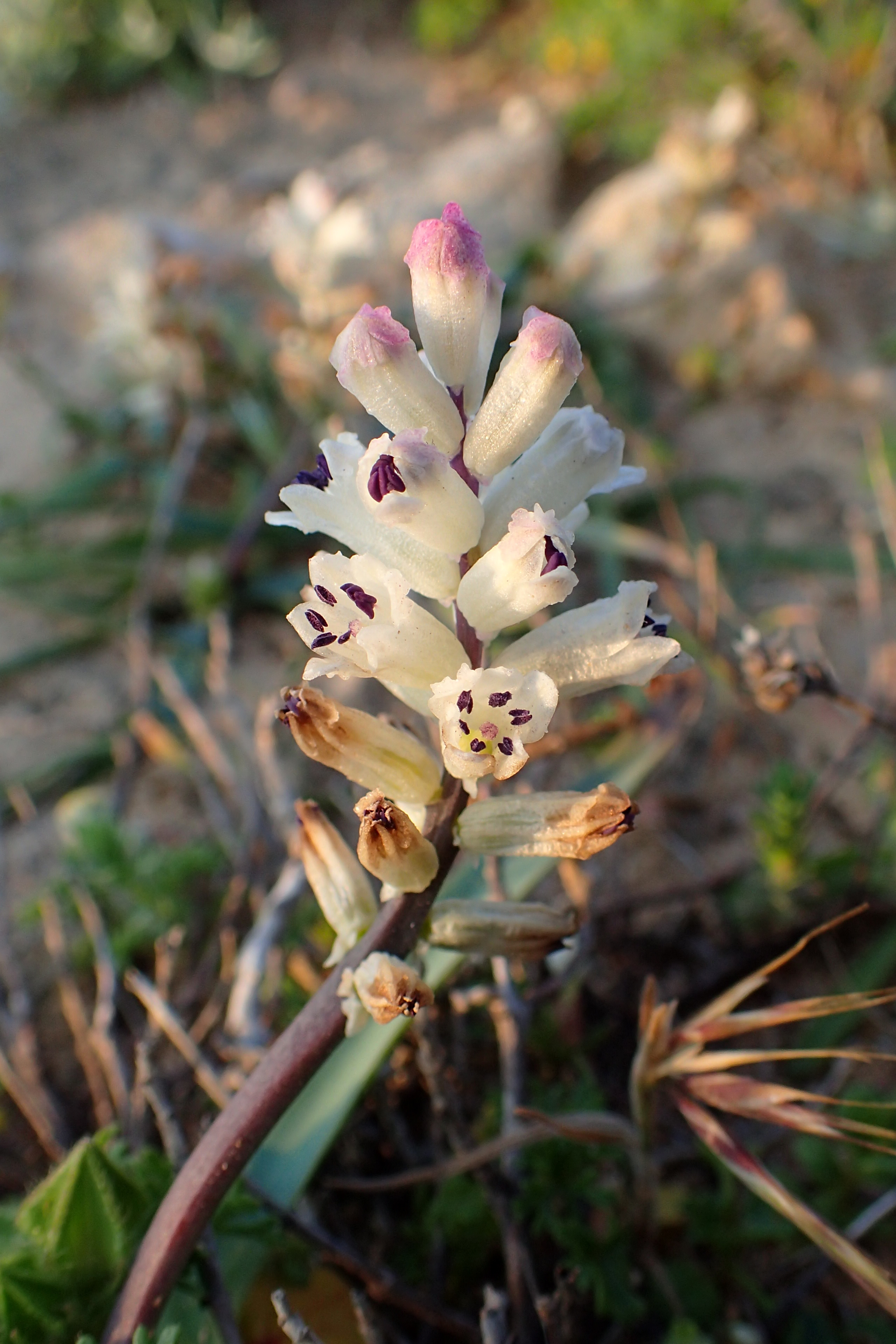 Bellevalia Species
