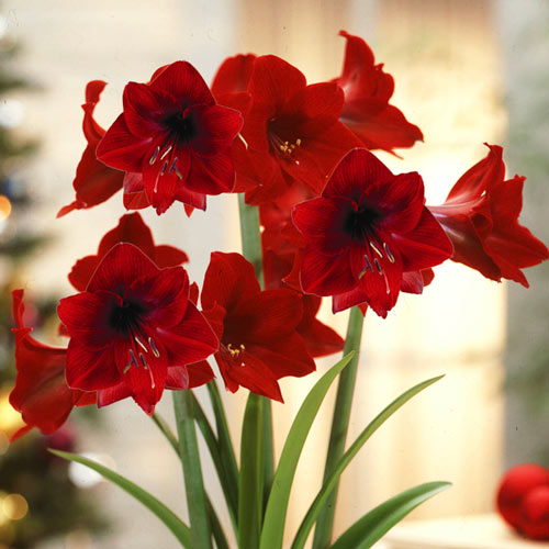 Amaryllis Dynamite