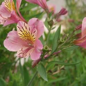 Alstroemeria, Peruvian Lily, Lily of the Incas Tall Pink