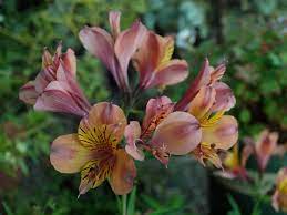 Alstroemeria, Peruvian Lily, Lily of the Incas Toffee