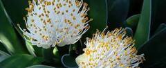 Haemanthus Species, Elephant's Tongue, White Blood Lily, White Paint Brush