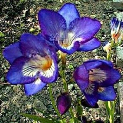 Freesia Royal Blue