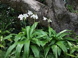 Moores Crinum Lily