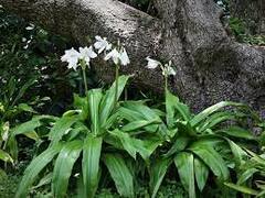 Moore's Crinum Lily