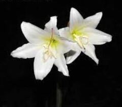 Hardy Swamplily, Deep Sea Lily, Orange River Lily 'White Pawn'