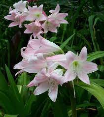 Crinum Lily Mexican Pink