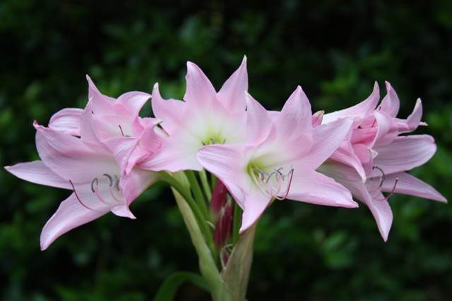 Crinum Lily Cape Dawn