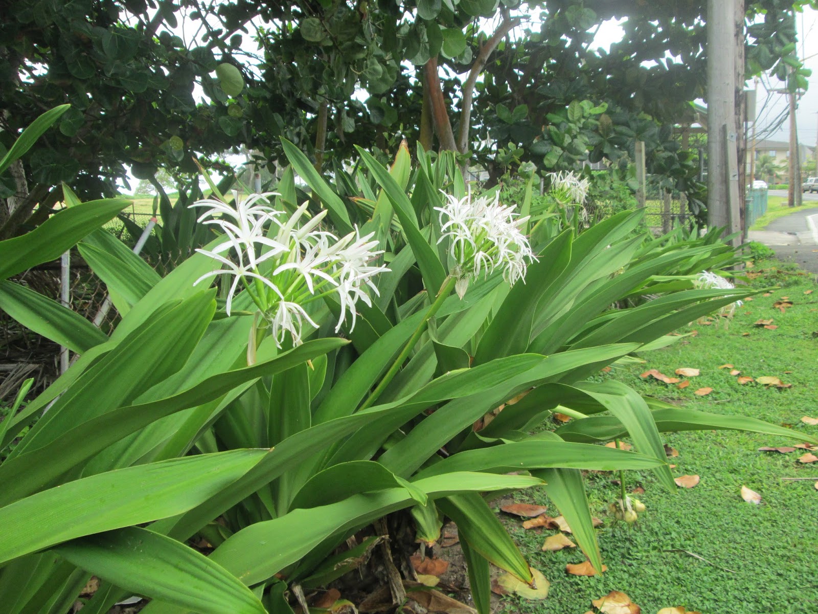 Crinum Lily Hawaiian White