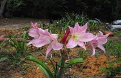 Crinum Lily Pink Flamingo
