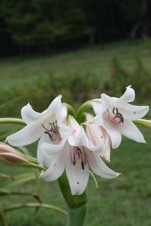 Crinum Lily William T. Drysdale