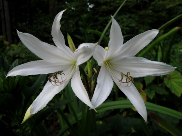 Crinum Lily Burbankii