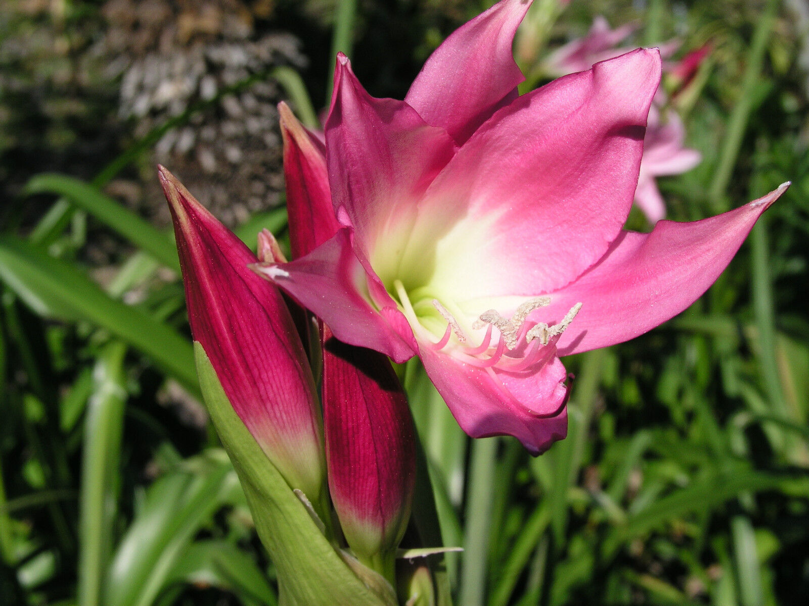 Crinum Lily Imperial Guard