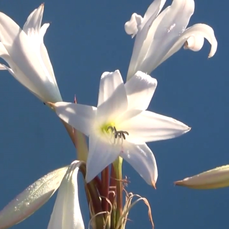Crinum Lily White Mogul