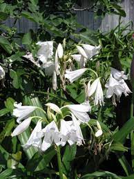 Crinum Lily White Prince