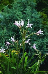 Crinum Lily Pecan Tree Inn