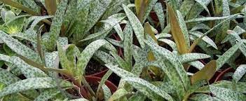 Ledebouria, Silver Squill, Violet Squill Miner