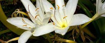 Crinum Species, Crinum Lily, Darling Lily, Murray Lily