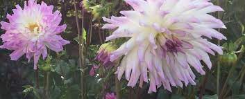Heirloom Dahlia, Semi-Cactus Dahlia Lavender Chiffon