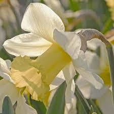 Trumpet Narcissus, Trumpet Daffodil 'Mrs. Ernst H. Krelage'