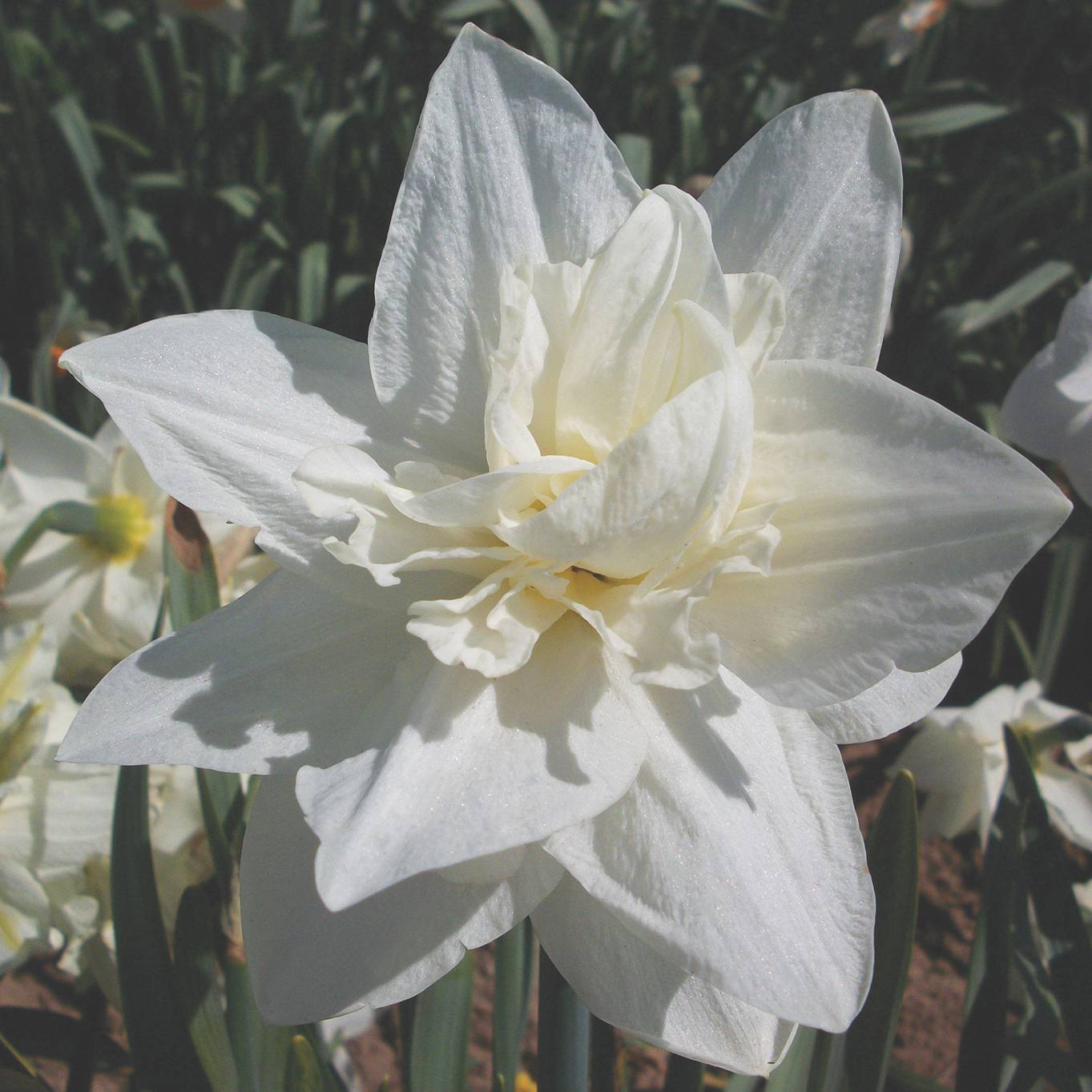 Double Narcissus, Double Daffodil Mrs. William Copeland