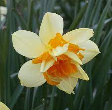 Double Narcissus, Double Daffodil Twink