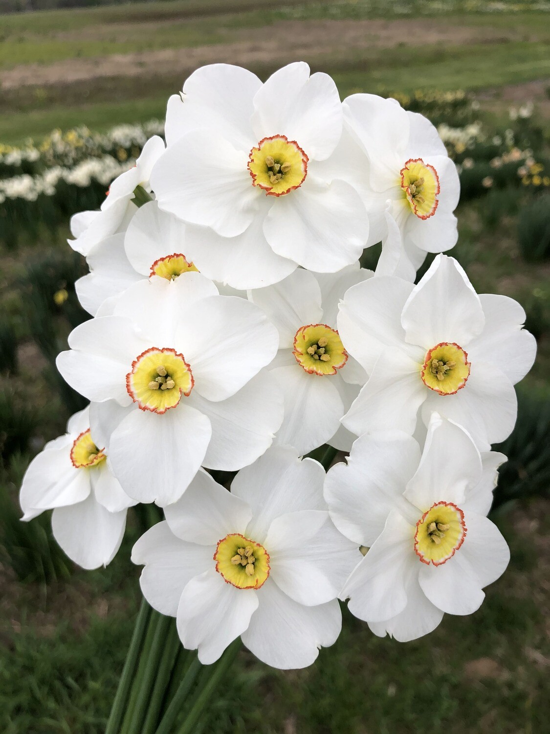 Poets Narcissus, Poeticus Daffodil Cassandra
