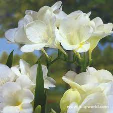 Freesia Ballerina