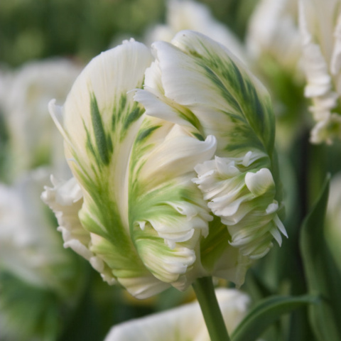 Parrot Tulip Super Parrot