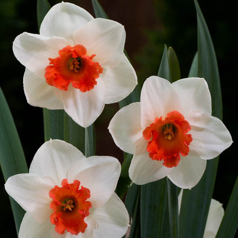 Long-cupped Narcissus, Large-cupped Daffodil Early Flame