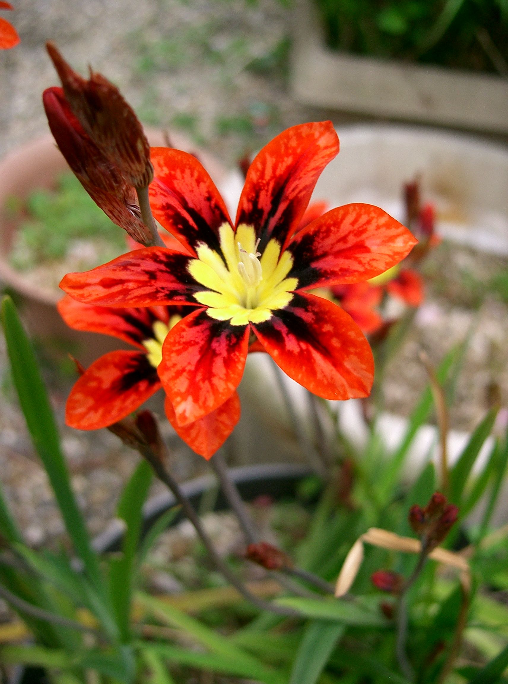 Sparaxis Species