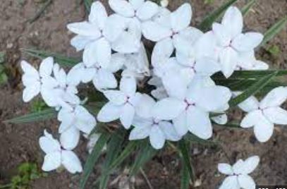 Rhodohypoxis, Red Star, Rosy Posy Confecta