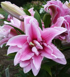 Double Flowered Oriental Lily Belonica