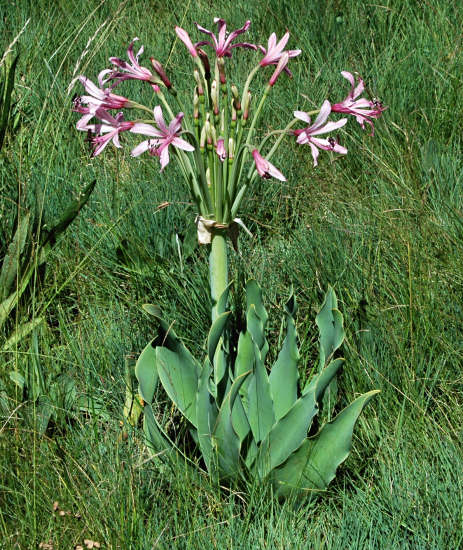 Brunsvigia Species
