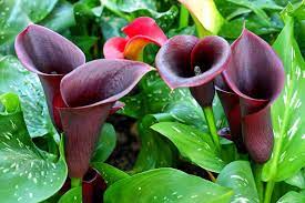 Zantedeschia, Calla Lily Night Cap