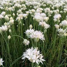 Allium, Garden Onion, Narrowleaf Onion Graceful