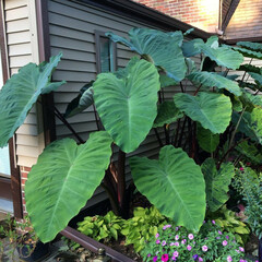 Colocasia, Elephant Ear, Violet Stem Taro 'Heart of the Jungle'