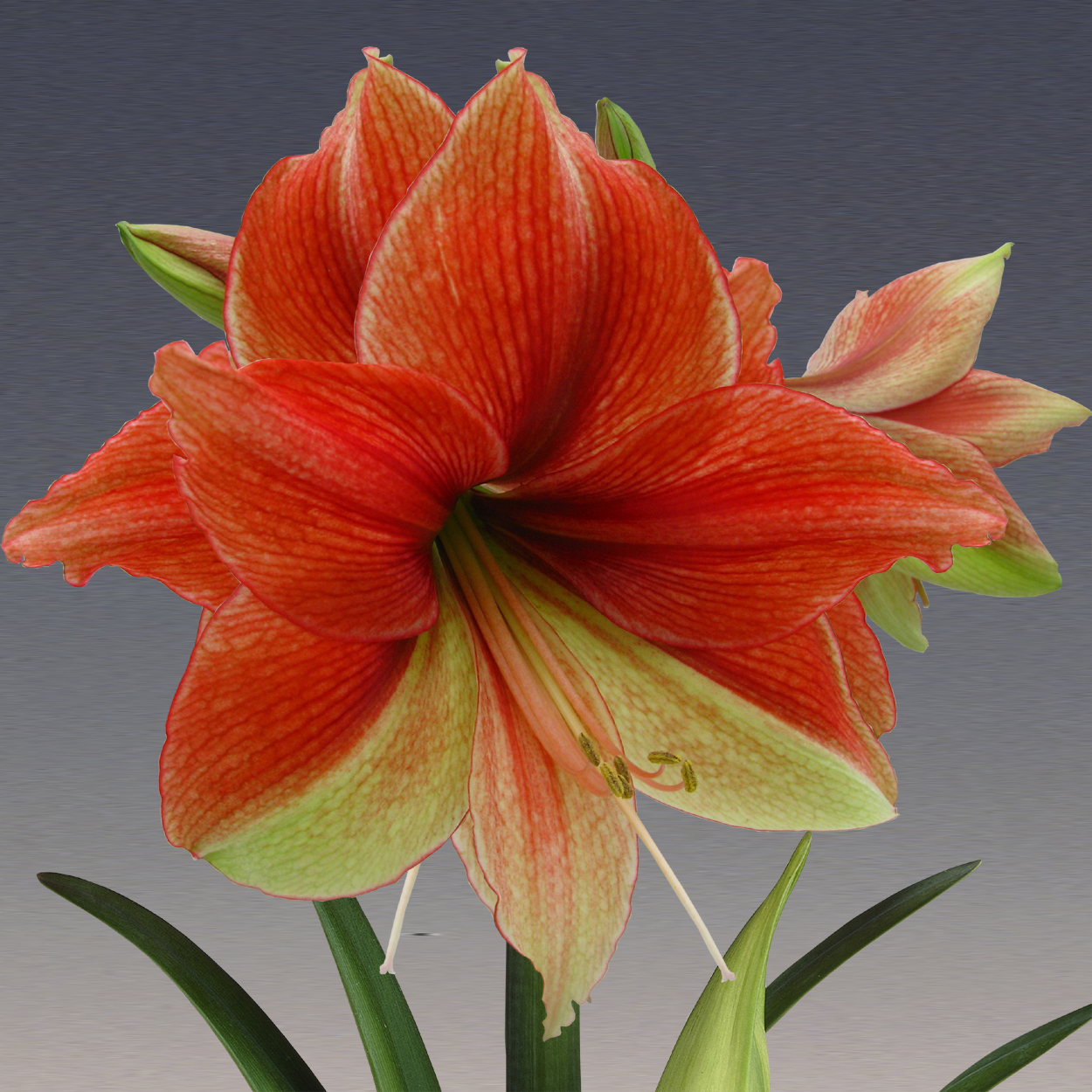 Amaryllis Half and Half
