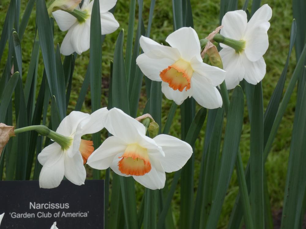 Long-cupped Narcissus, Large-cupped Daffodil Garden Club of America