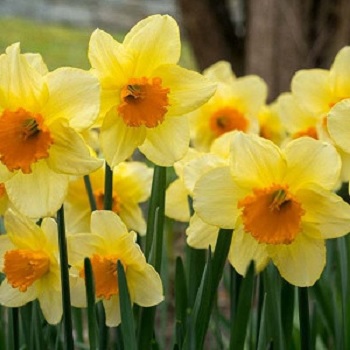 Long-cupped Narcissus, Large-cupped Daffodil Modulation