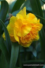 Double Narcissus, Double Daffodil Raffles