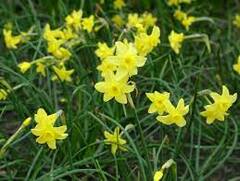 Jonquilla Narcissus, Apodanthus Daffodil 'Sabrosa'