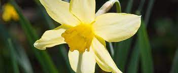 Long-cupped Narcissus, Large-cupped Daffodil Smiling Maestro