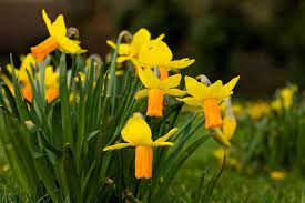Cyclamineus Narcissus, Cyclamen Daffodil Velocity