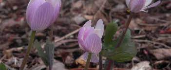 Bloodroot Rosea