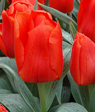 Greigii Tulip Giant Orange Sunset