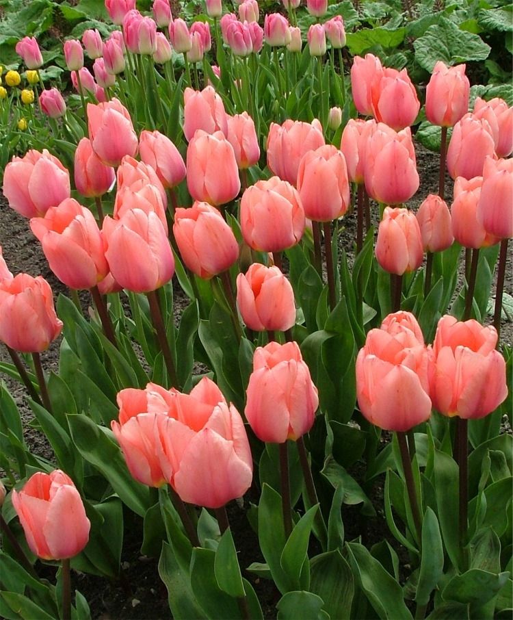 Greigii Tulip Tottori